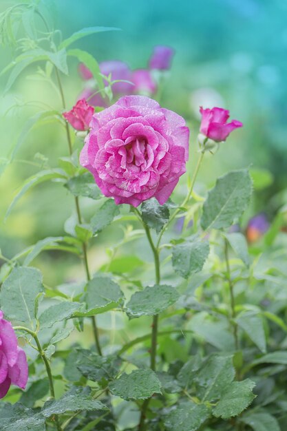 Belle rose Angel Face violette Roses lavande violettes dans le jardin