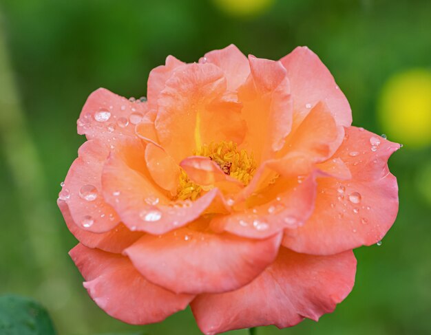 Une belle rose après la pluie