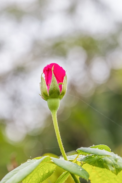 Une belle rose après la pluie