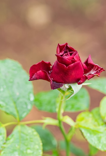 Photo une belle rose après la pluie