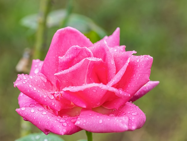 Une belle rose après la pluie