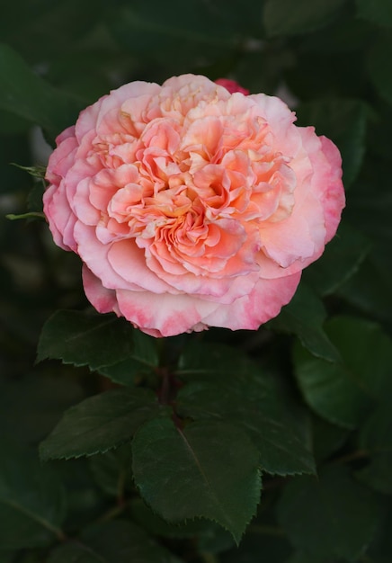 Belle rose Augusta Luise Pétales de fleurs aux bords ondulés