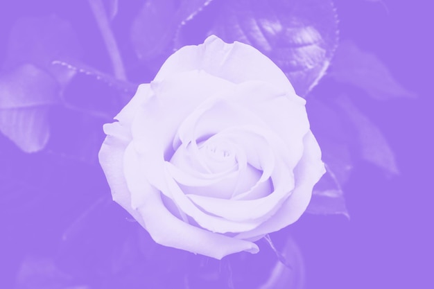 Belle Rose Aux Reflets Violets. Composition Florale
