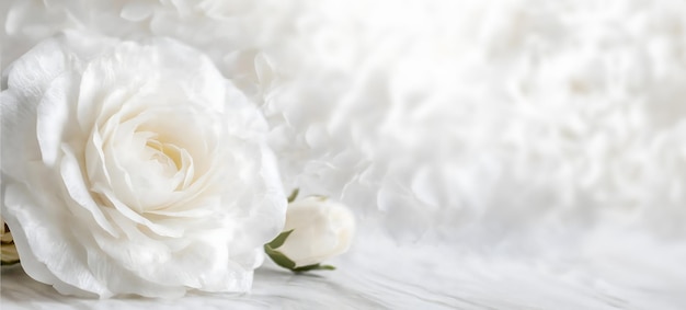 Belle rose blanche et pétales sur fond blanc Idéal pour les cartes de vœux pour l'anniversaire du mariage