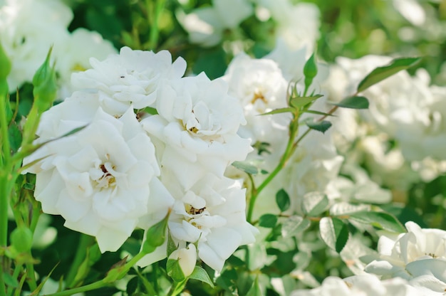 Belle rose blanche poussant dans le jardin