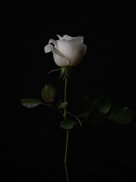 Une belle rose blanche