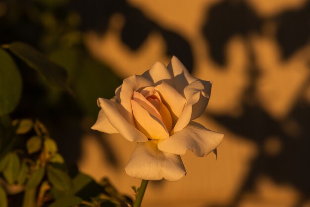 Belle rose blanche.