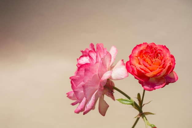 Belle rose colorée en fleurs sur fond uni