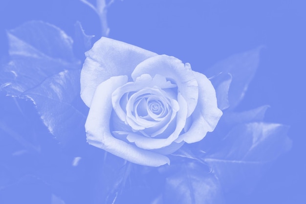 Belle rose avec composition de fleur de teinte bleue
