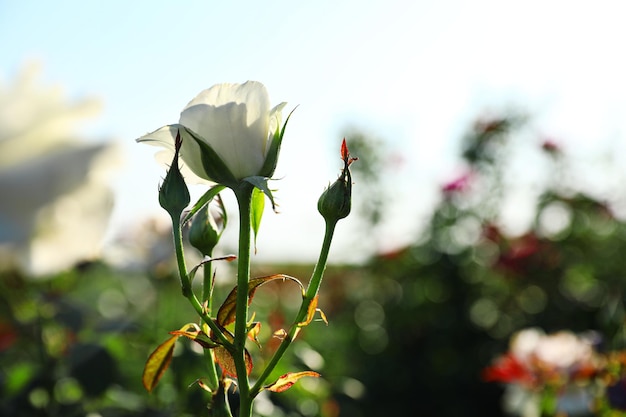 Belle rose dans un jardin fleuri aux beaux jours