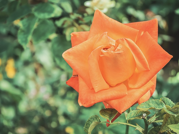 Belle rose dans le jardin