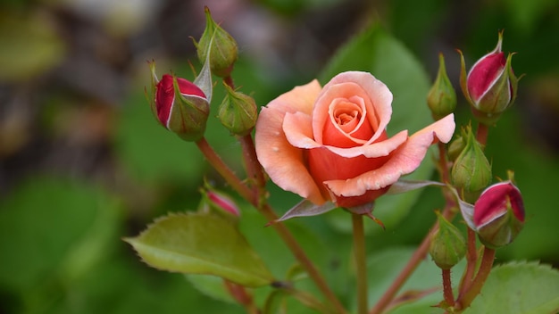 Belle rose dans le jardin