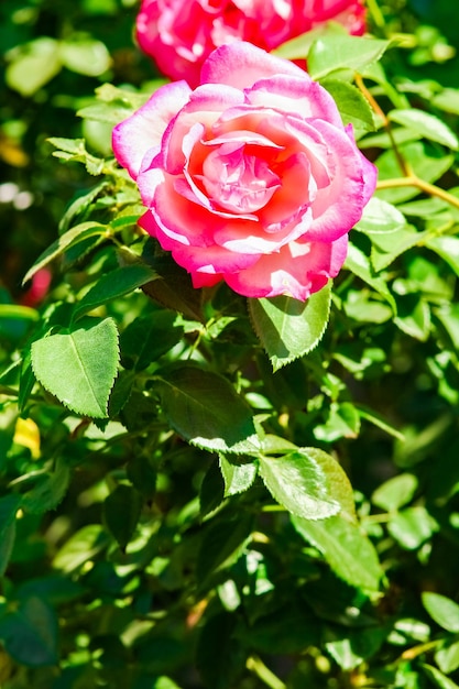 Belle rose dans un parc sur le fond de la nature