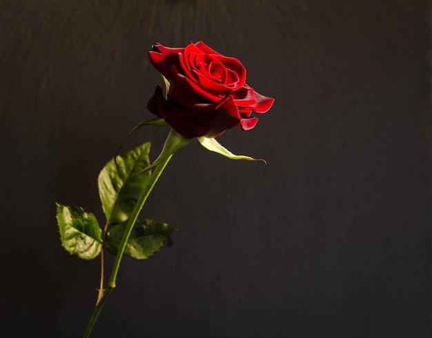 Belle rose écarlate unique sur fond sombre