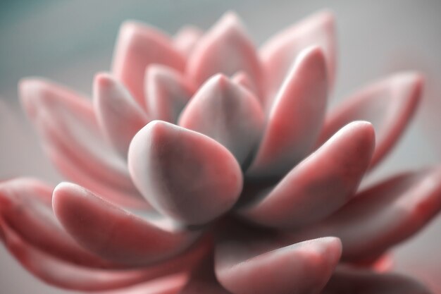 Photo belle rose echeveria (cactus) close-up macro soft focus printemps en plein air sur un arrière-plan flou doux. image artistique douce douce romantique.