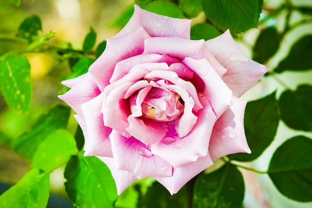 Une belle rose fleurit sur la nature dans le fond de vacances de parc