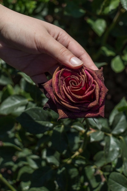 Belle rose fraîche à la main