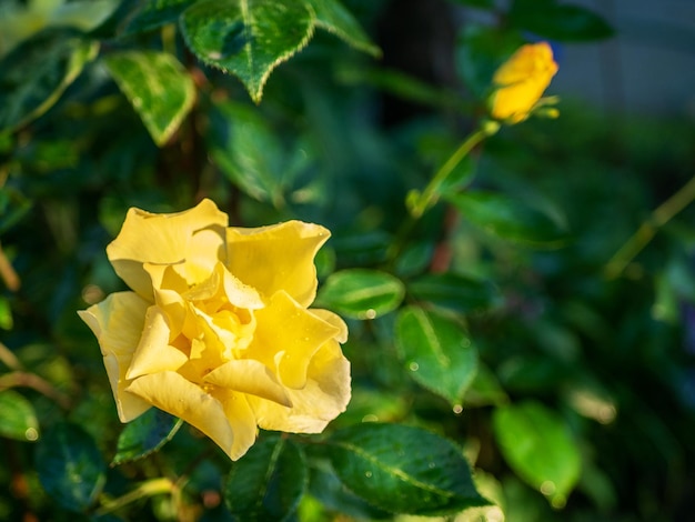 Belle rose grimpante jaune dans un jardin