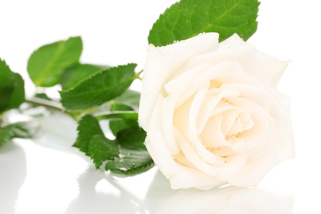 Belle rose isolée sur blanc