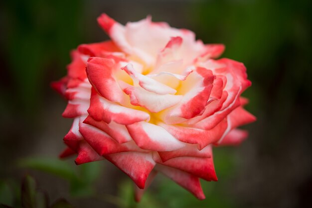 Belle rose de jardin rouge a fleuri dans le jardin, selective focus