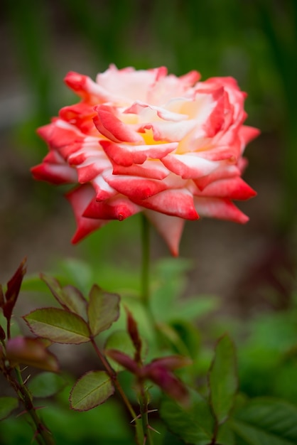 Belle rose de jardin rouge a fleuri dans le jardin, selective focus