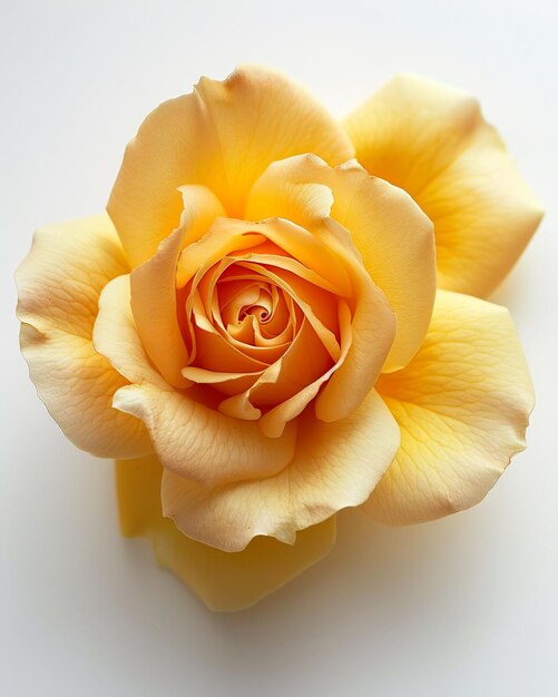 Une belle rose jaune sur fond blanc en gros plan