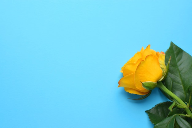 Une belle rose jaune sur fond bleu.