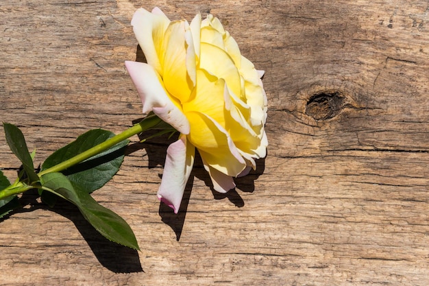 Photo belle rose jaune sur fond de bois rustique