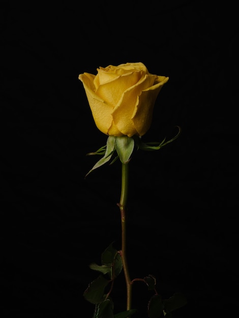 Belle rose jaune isolée sur fond noir