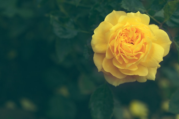 Belle rose jaune ouverte bouchent