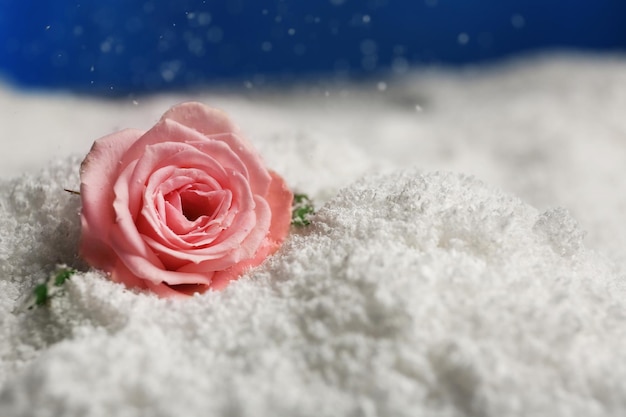 Photo belle rose sur la neige sur fond bleu espace pour le texte