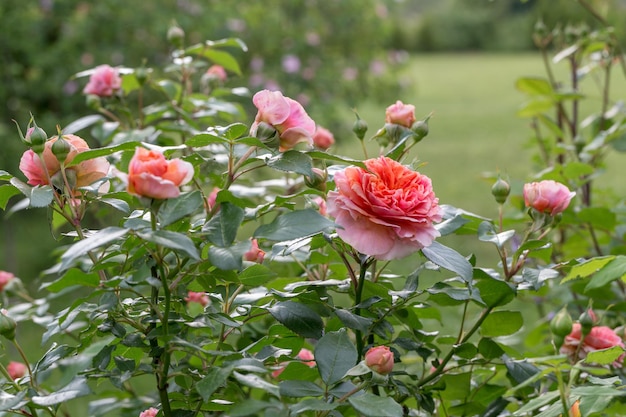 Belle rose nostalgique rose orange dans un jardin après la pluie