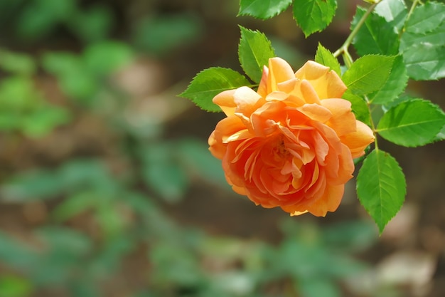 Belle rose orange avec copie espace rose