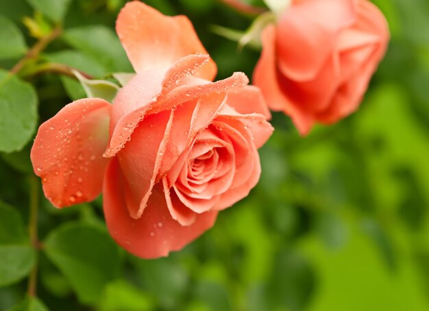 Belle rose orange poussant dans le jardin