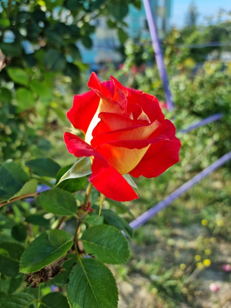 Belle rose orange se bouchent dans la nature.