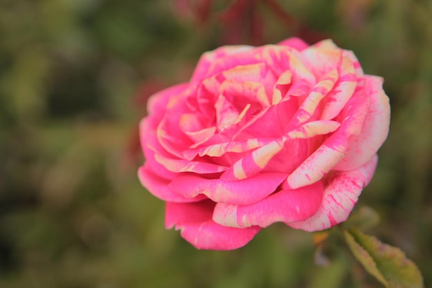 Une belle rose rose bigarrée délicate surprend par sa beauté et sa tendresse