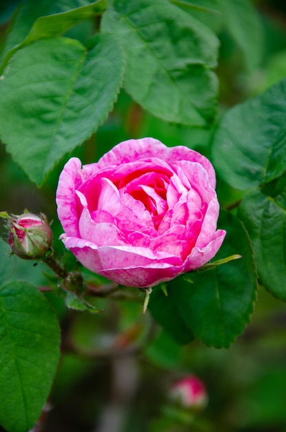Belle rose rose dans le jardin un jour d'été. Cultiver des fleurs d'été.