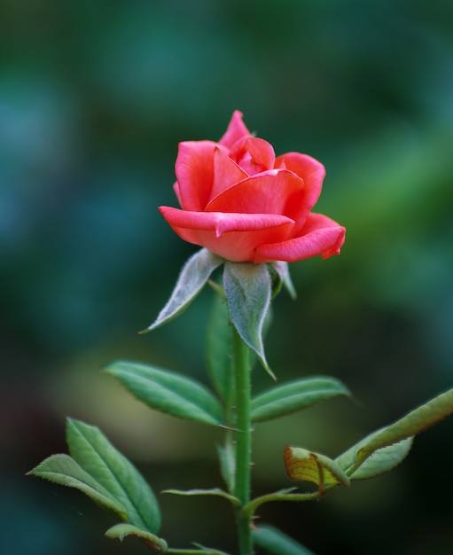 Belle rose rose dans un jardin