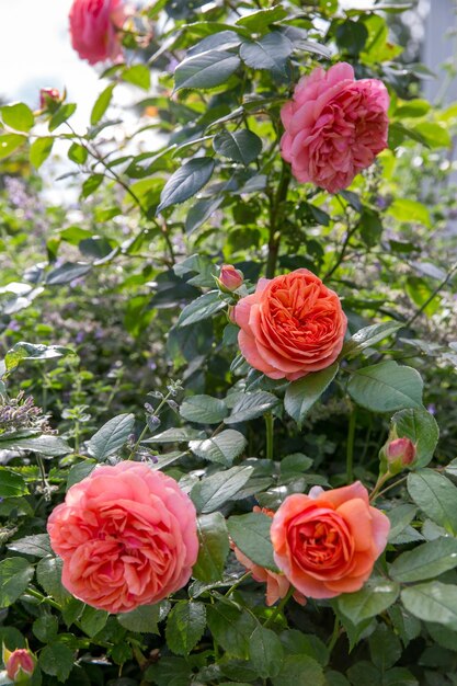 Une belle rose rose dans un jardin