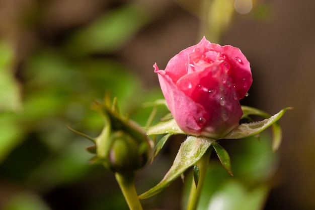 Belle rose rose dans un jardin