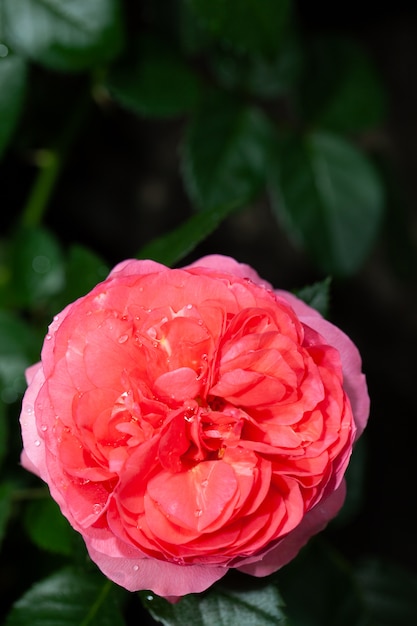 Belle rose rose dans un jardin