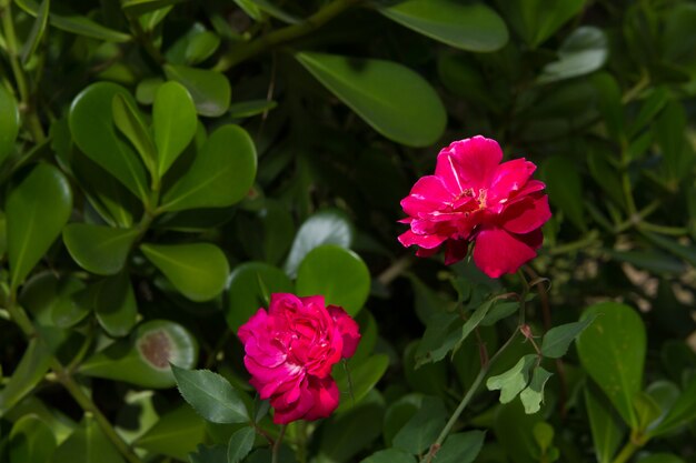 Belle rose rose dans un jardin