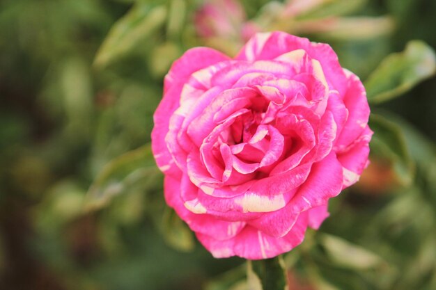 Une belle rose rose délicate surprend par sa beauté et son originalité