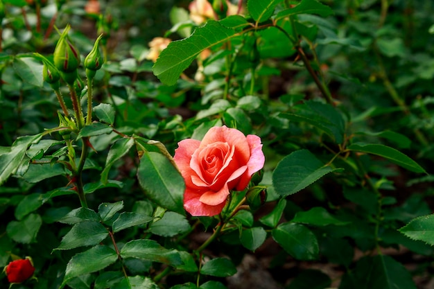 Belle rose rose entourée de verdure Fleur épanouie sur fond vert flou Jardin d'été