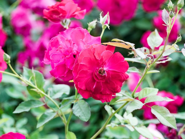 Belle rose rose en fleurs