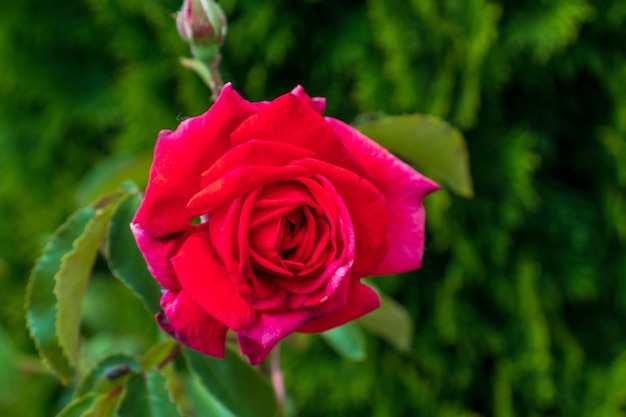 Une belle rose rose foncé poussant dans un jardin