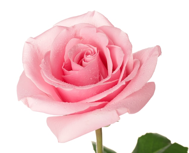 Belle rose rose sur fond blanc