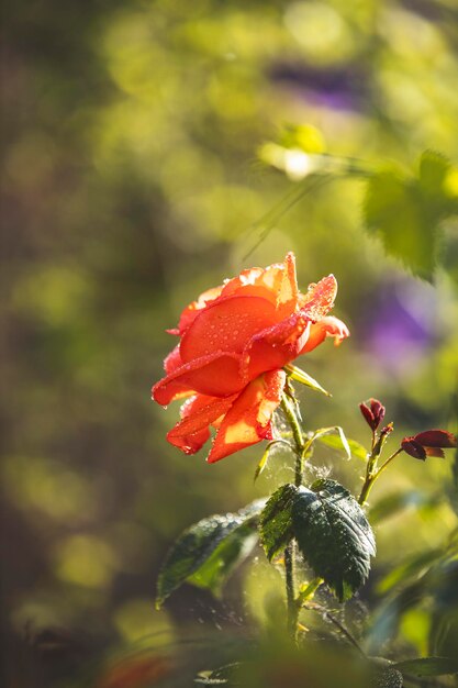 Belle rose rose avec des gouttes d'eau dans le jardin d'automne avec un superbe rétro-éclairage ensoleillé en soirée, faible profondeur de champ