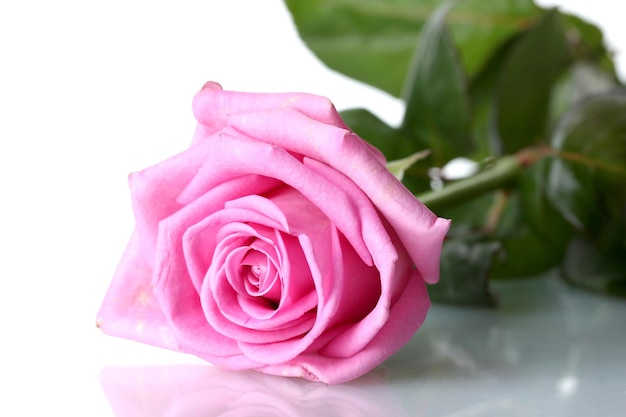Belle rose rose isolé sur blanc
