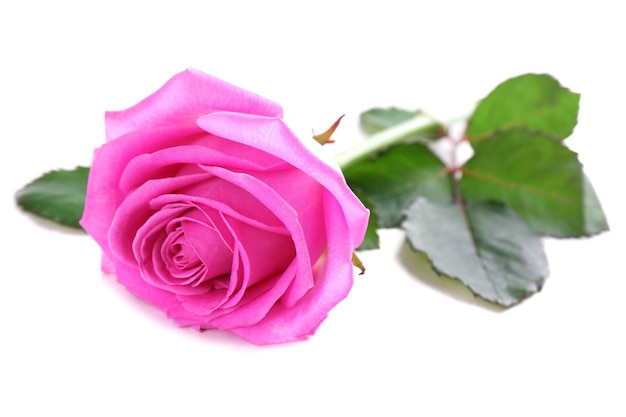 Belle rose rose isolé sur blanc